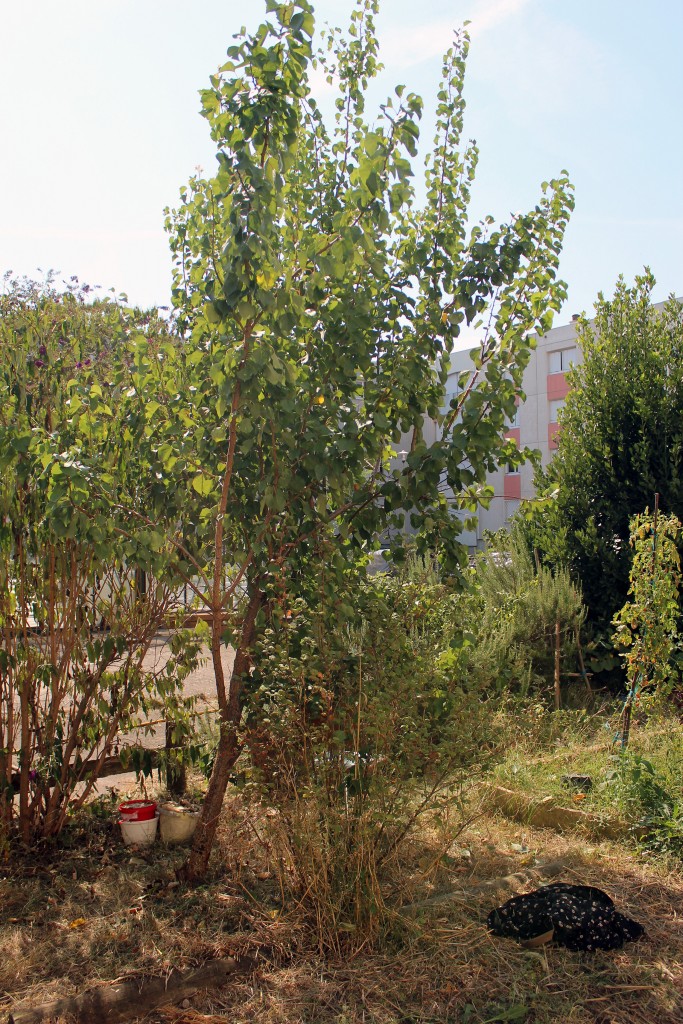View of a tree planted with the inhabitants, photograpy taken in 2016 